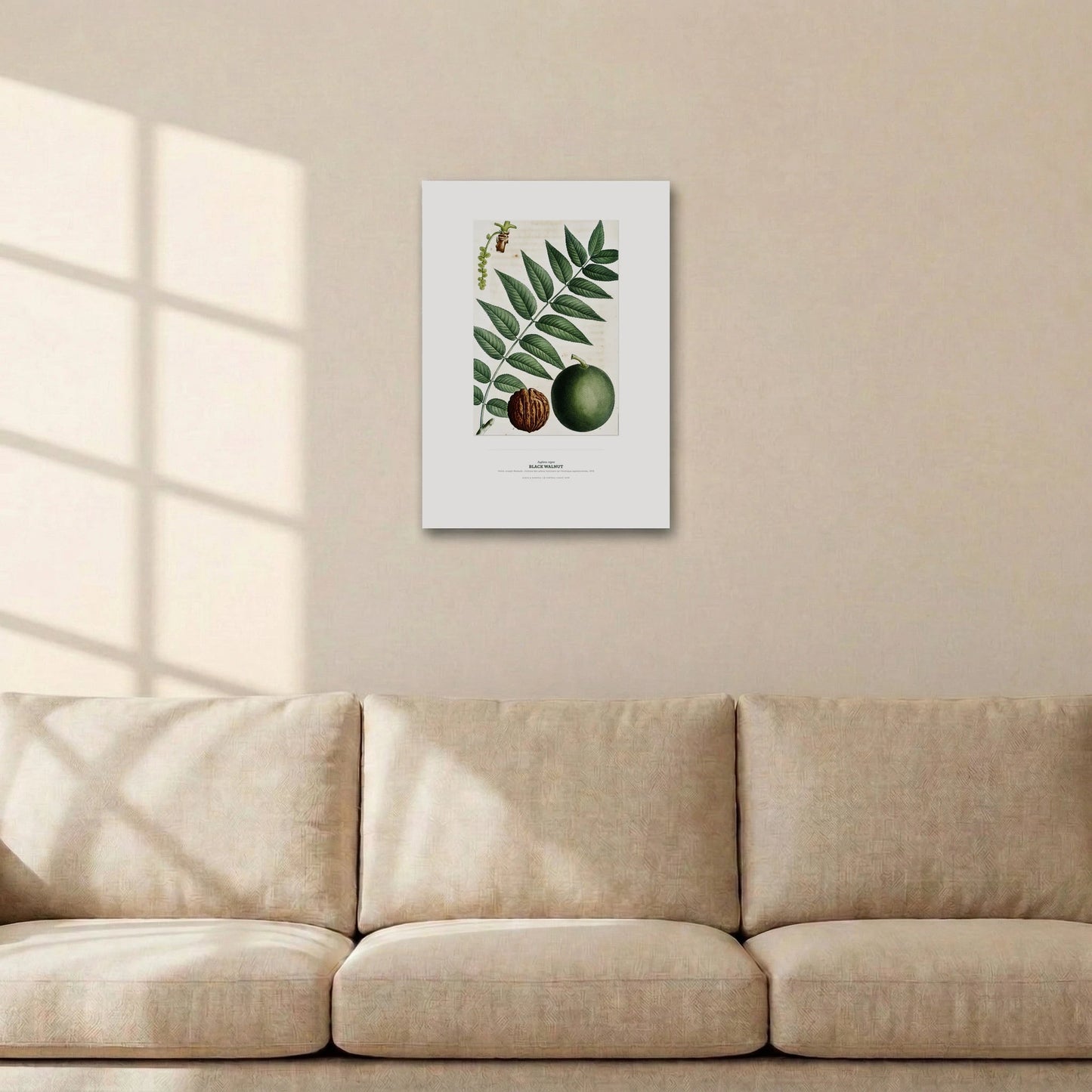 Black Walnut Botanical Art Print - Birch & Banksia