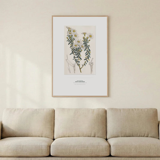 Dusty Daisy - Bush Botanical Art Print - Birch & Banksia