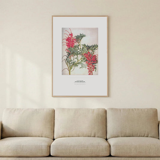 Fuchsia Grevillea Botanical Art Print - Birch & Banksia