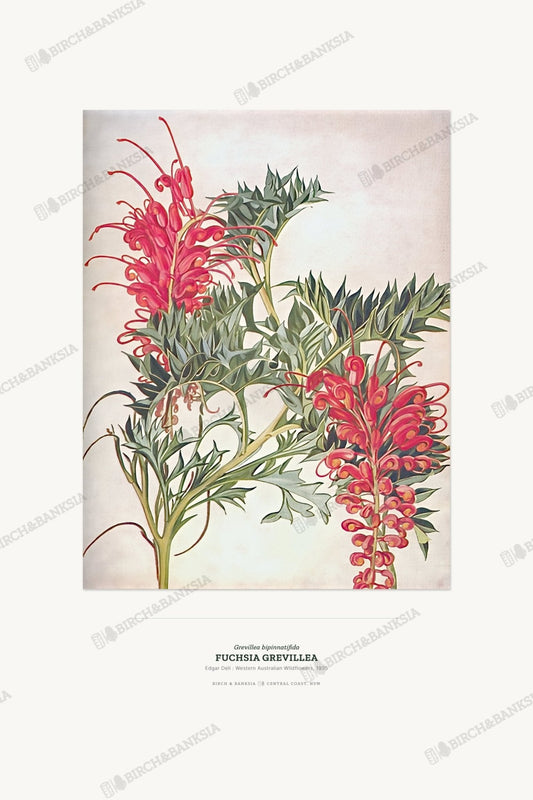 Fuchsia Grevillea Botanical Art Print - Birch & Banksia