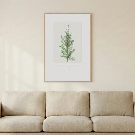 Juniper Botanical Art Print - Birch & Banksia