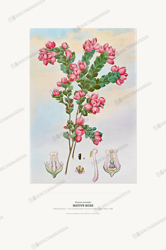 Native Rose Botanical Art Print - Birch & Banksia