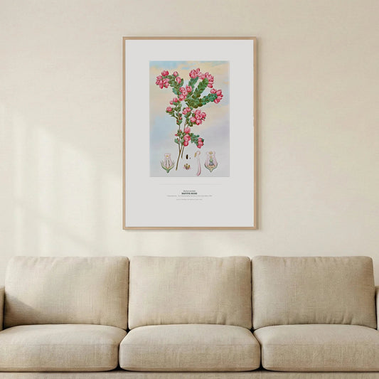 Native Rose Botanical Art Print - Birch & Banksia