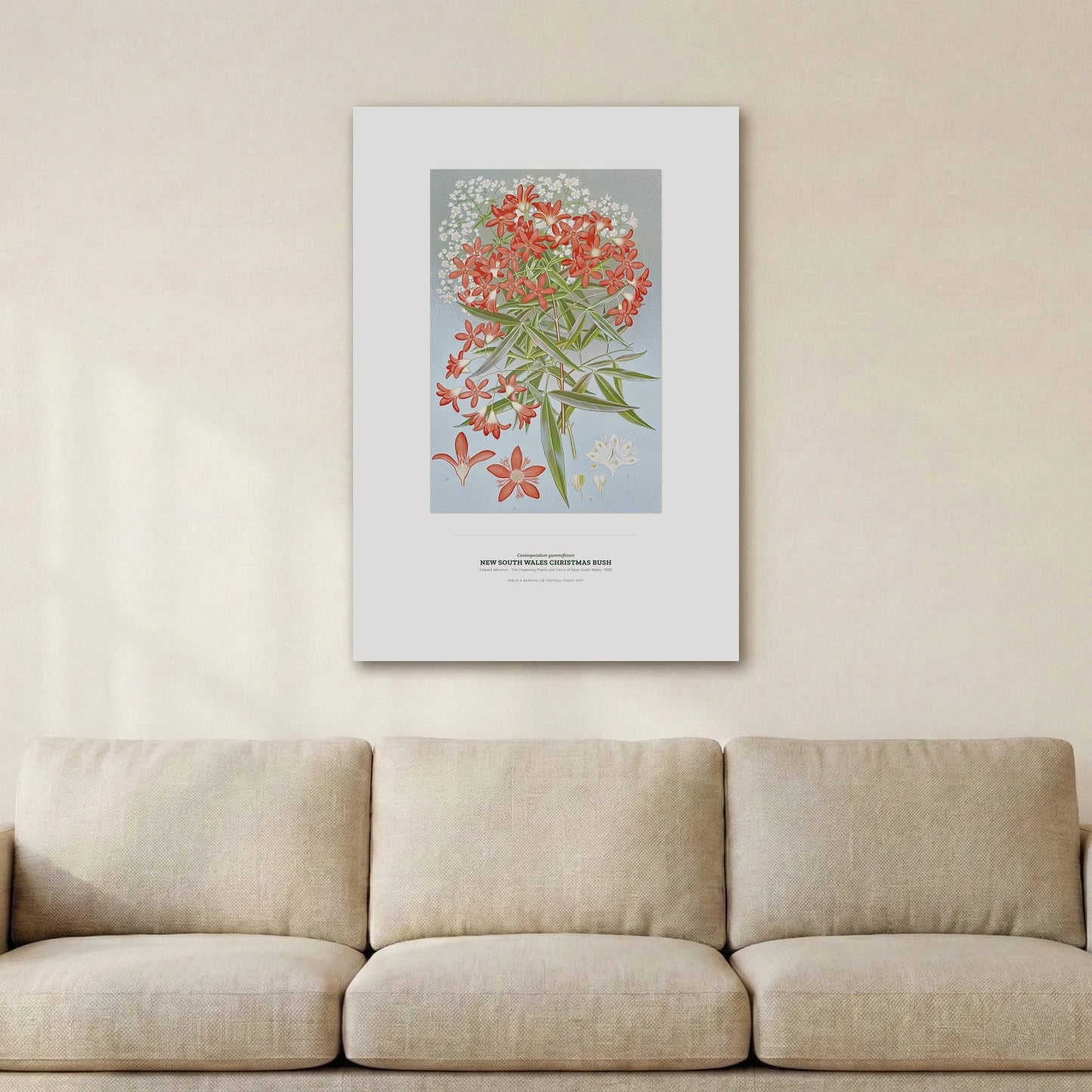 New South Wales Christmas Bush Botanical Art Print - Birch & Banksia