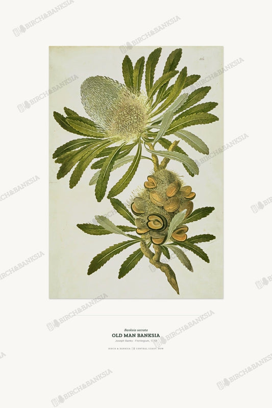 Old Man Banksia Botanical Art Print - Birch & Banksia