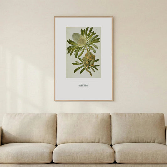 Old Man Banksia Botanical Art Print - Birch & Banksia