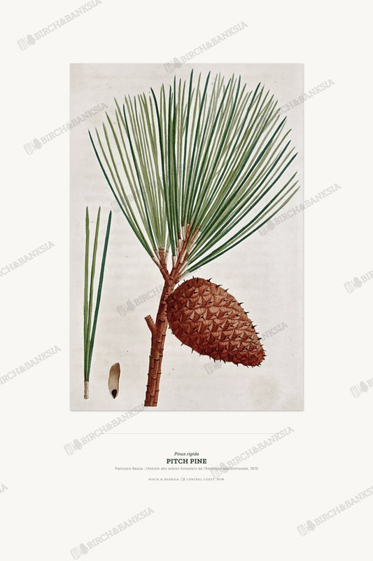 Pitch Pine Botanical Art Print - Birch & Banksia