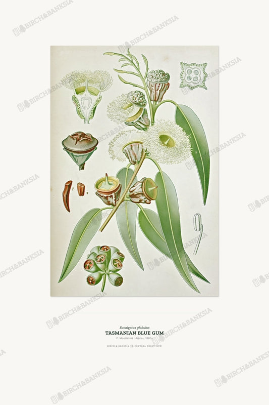 Tasmanian Blue Gum Botanical Art Print - Birch & Banksia