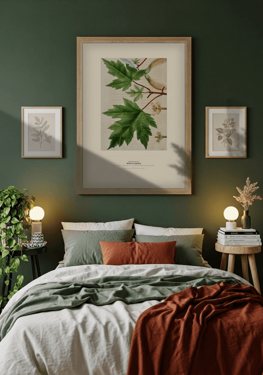 White Maple Botanical Art Print - Birch & Banksia
