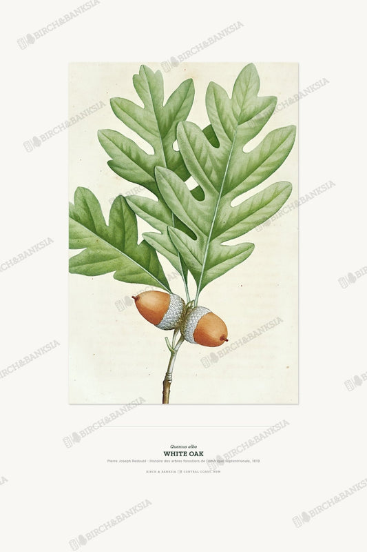 White Oak Botanical Art Print - Birch & Banksia