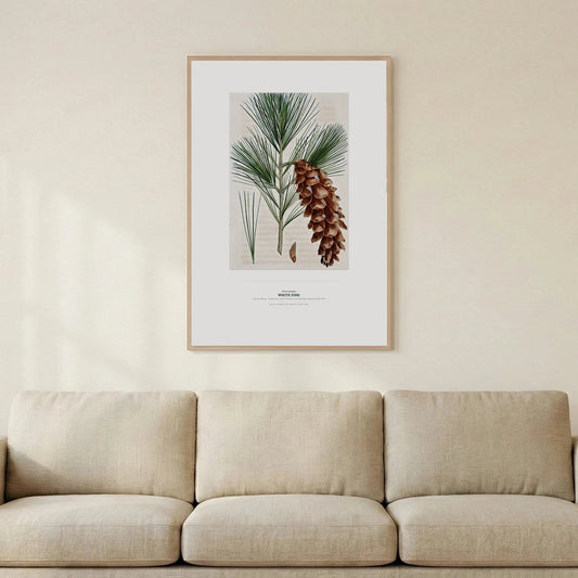 White Pine Botanical Art Print - Birch & Banksia