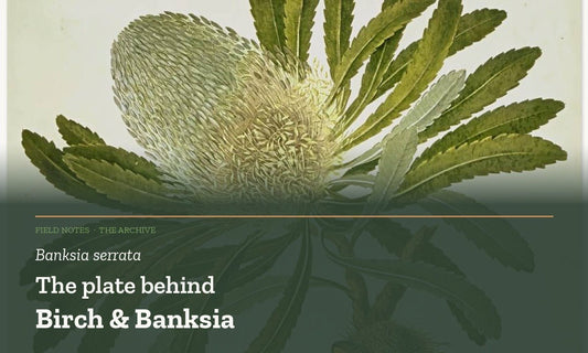 Banksia serrata: the plate behind Birch & Banksia - Birch & Banksia