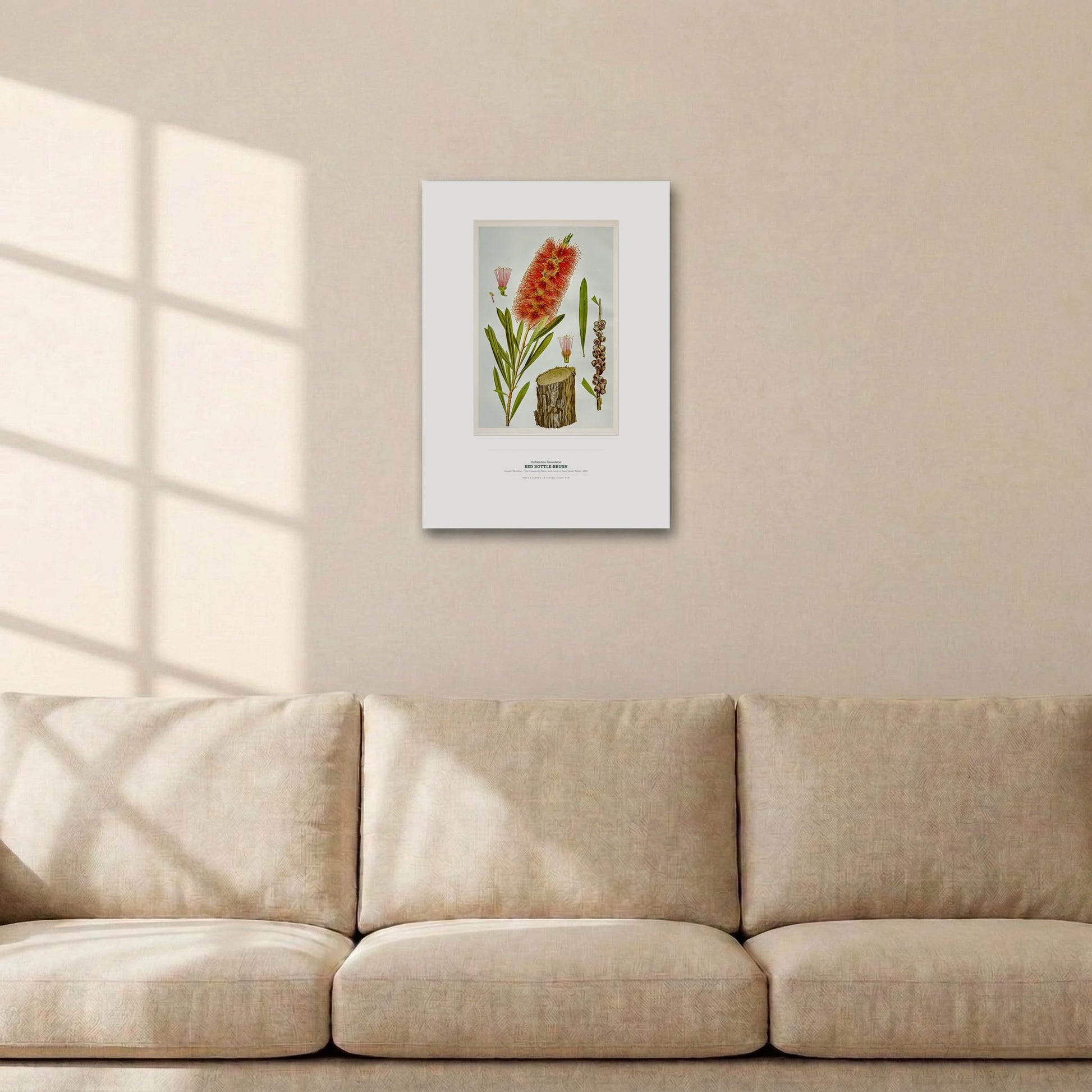 Red Bottle - Brush Botanical Art Print - Birch & Banksia