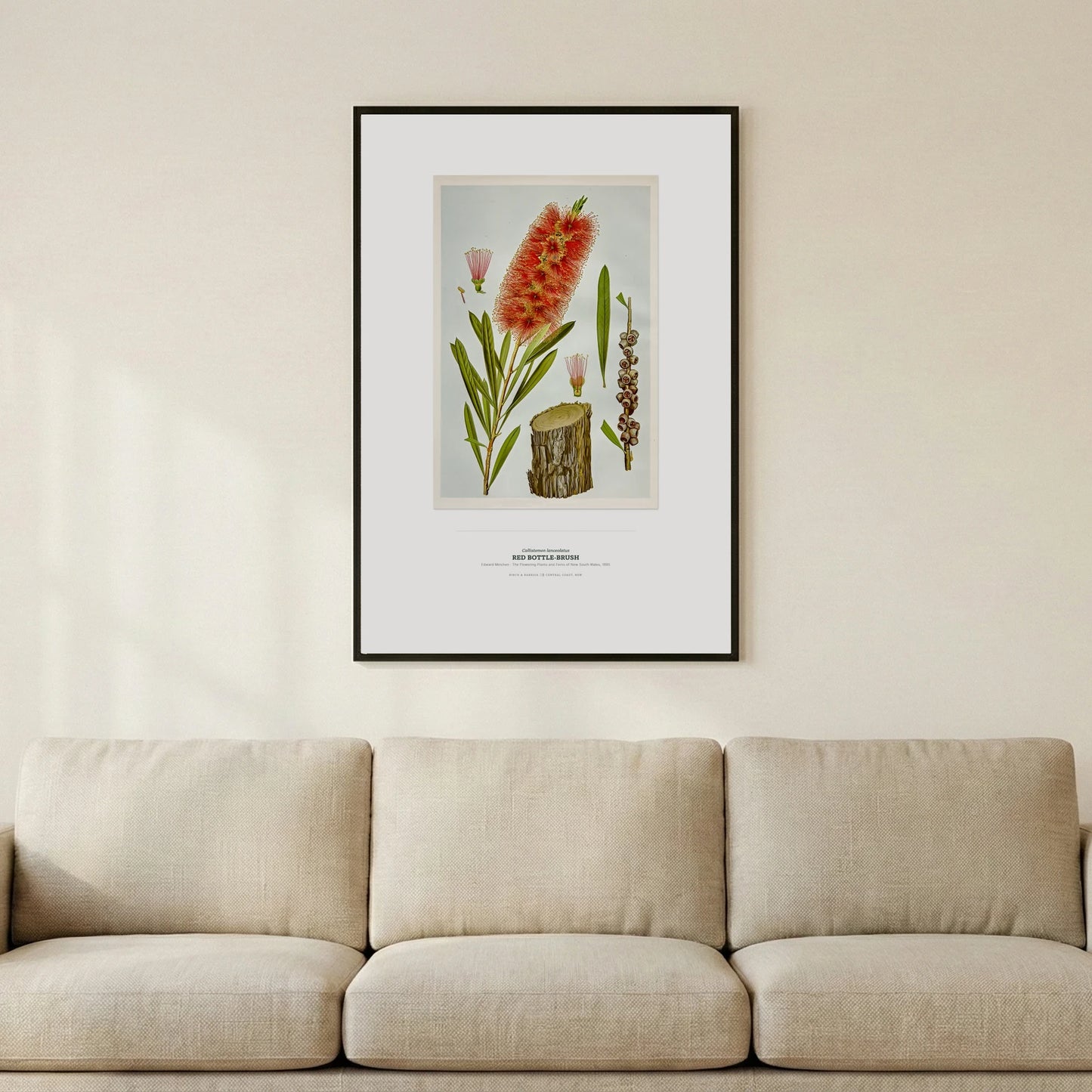Red Bottle - Brush Botanical Art Print - Birch & Banksia