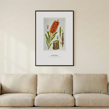 Red Bottle - Brush Botanical Art Print - Birch & Banksia