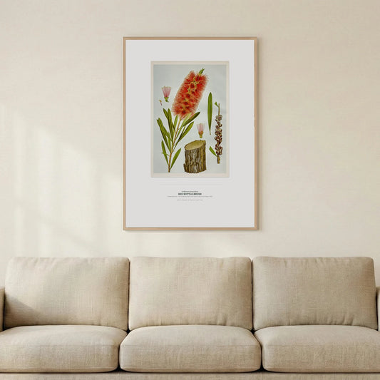 Red Bottle - Brush Botanical Art Print - Birch & Banksia