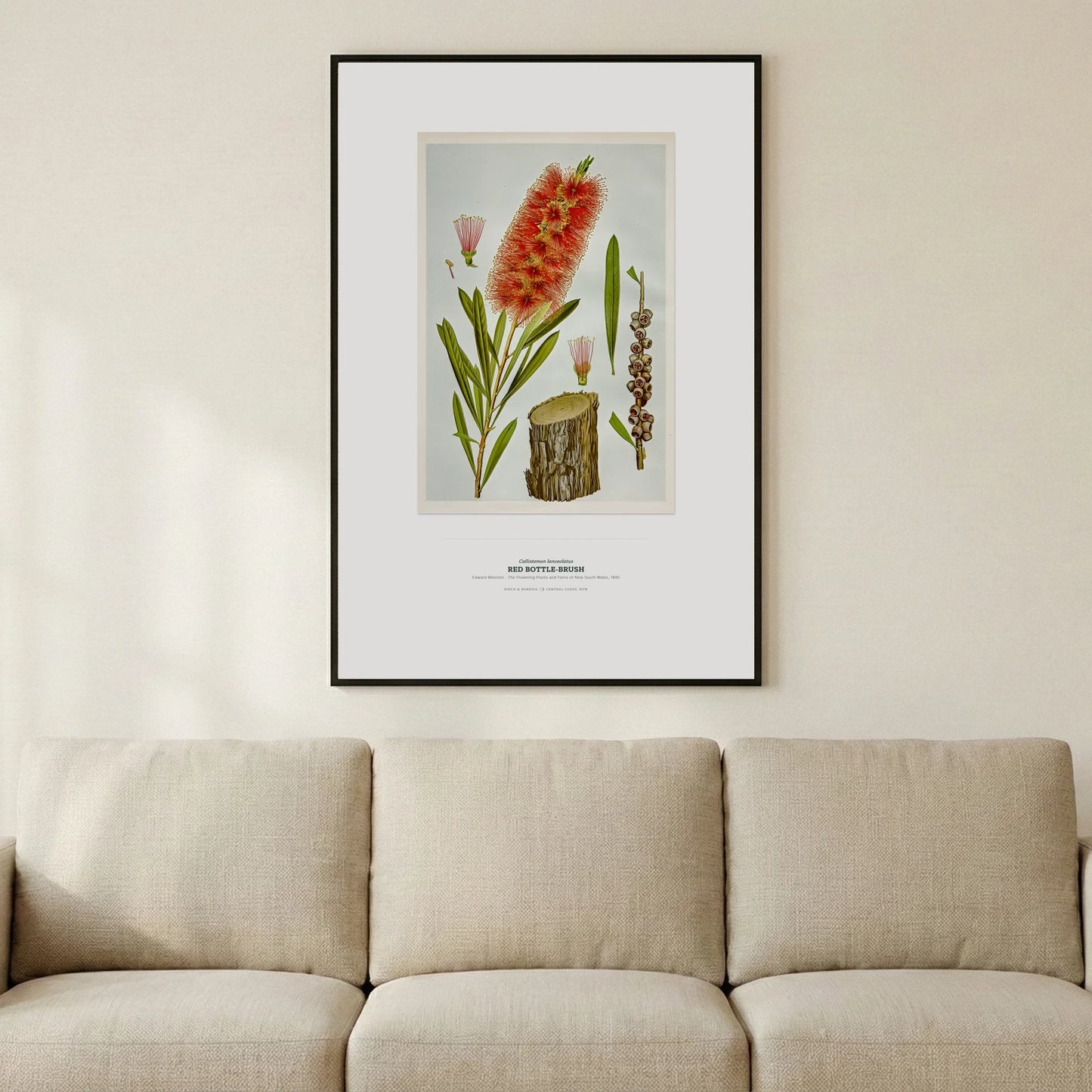 Red Bottle - Brush Botanical Art Print - Birch & Banksia