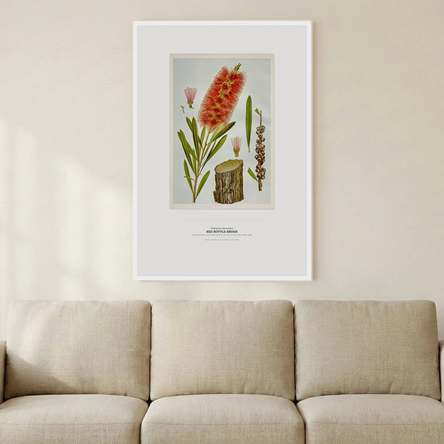 Red Bottle - Brush Botanical Art Print - Birch & Banksia