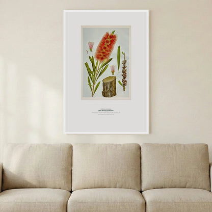 Red Bottle - Brush Botanical Art Print - Birch & Banksia