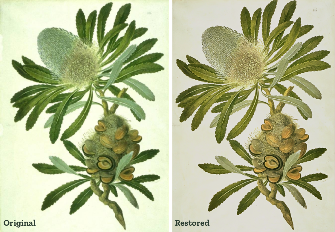 Side-by-side botanical illustration comparison labeled 'Original' on the left and 'Restored' on the right, showing a green leafy plant with clustered tan-brown seed pods on an aged off-white paper background.