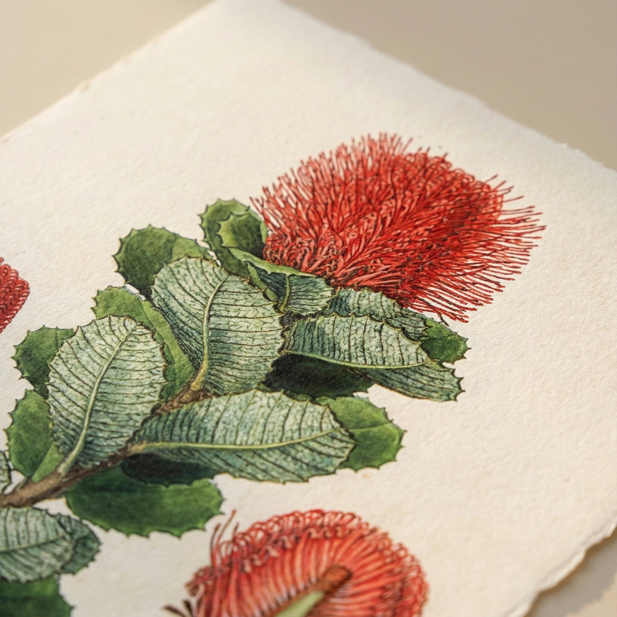 Close-up of a museum quality botanical print on a beige background