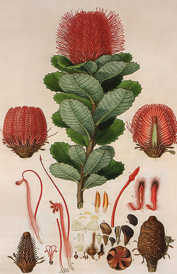 Scarlet Banksia plate before restoration