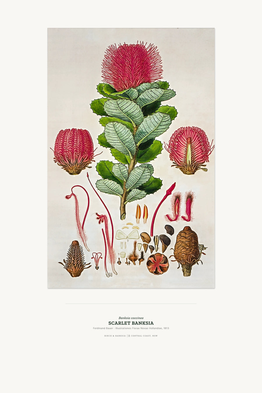 Restored Banksia coccinea, the Scarlet Banksia, botanical plate from 1813