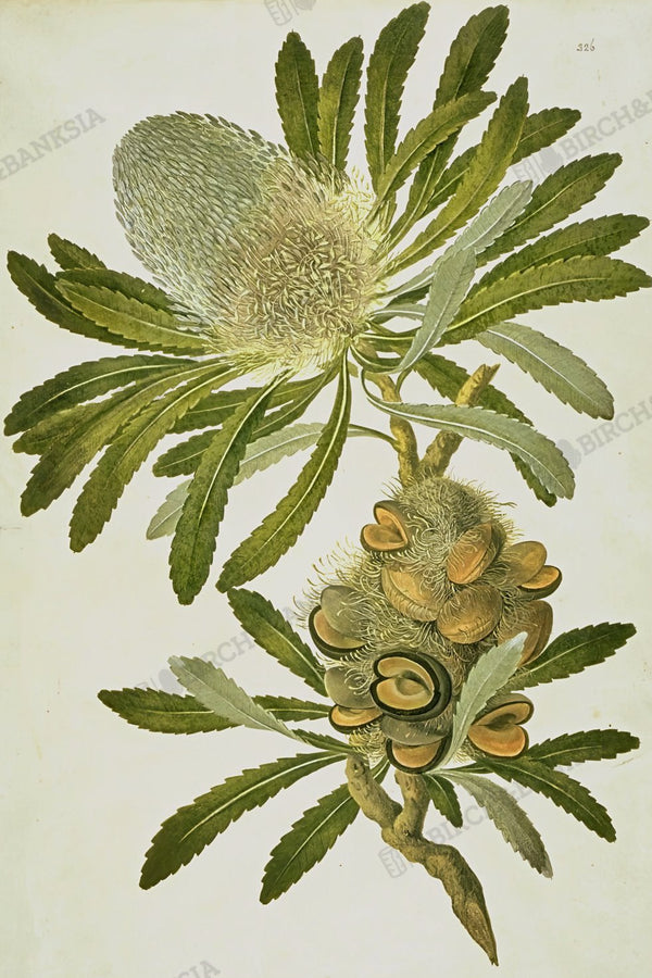 Banksia serrata plate after restoration