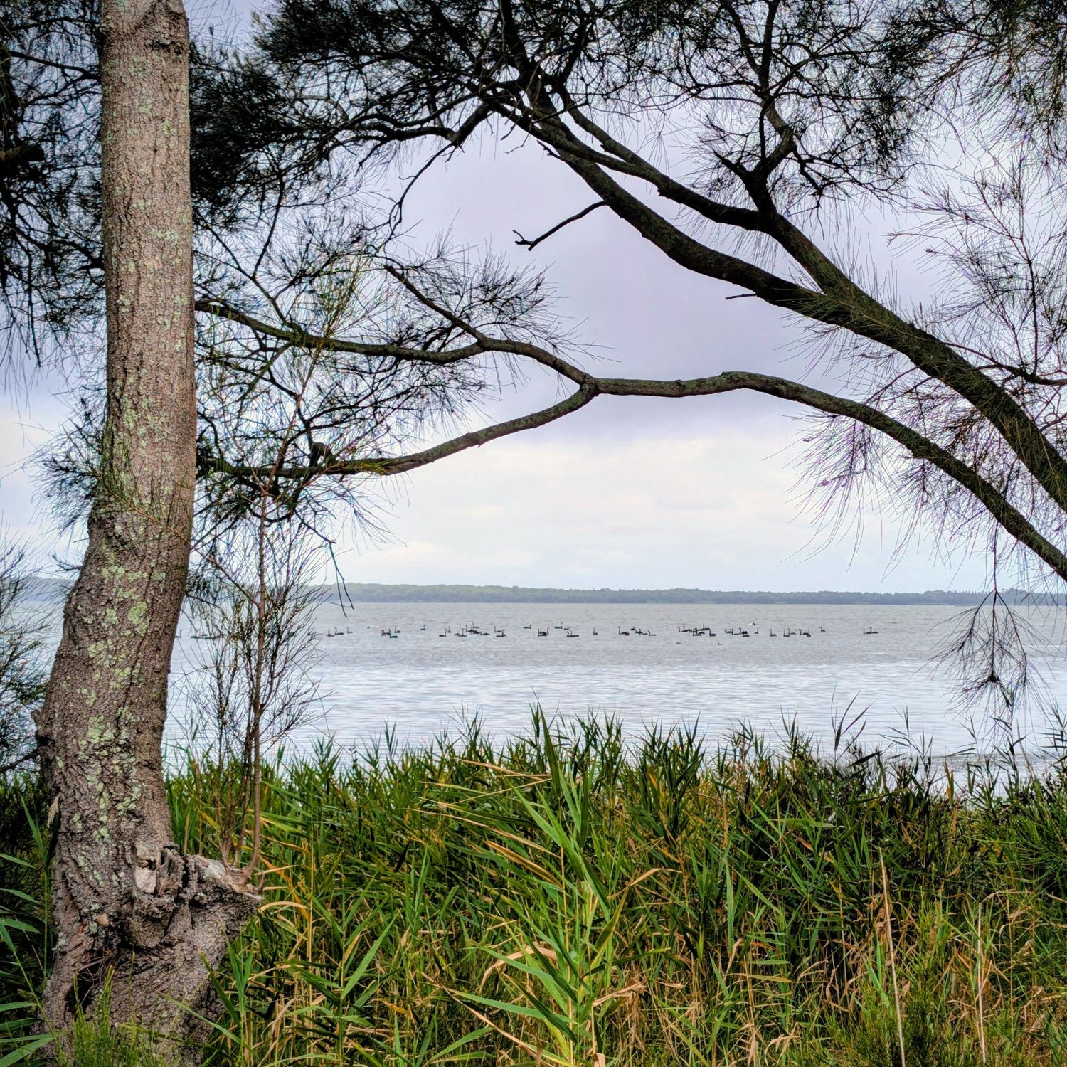 Landscape with a tree, grass, and a body of water under a cloudy sky.