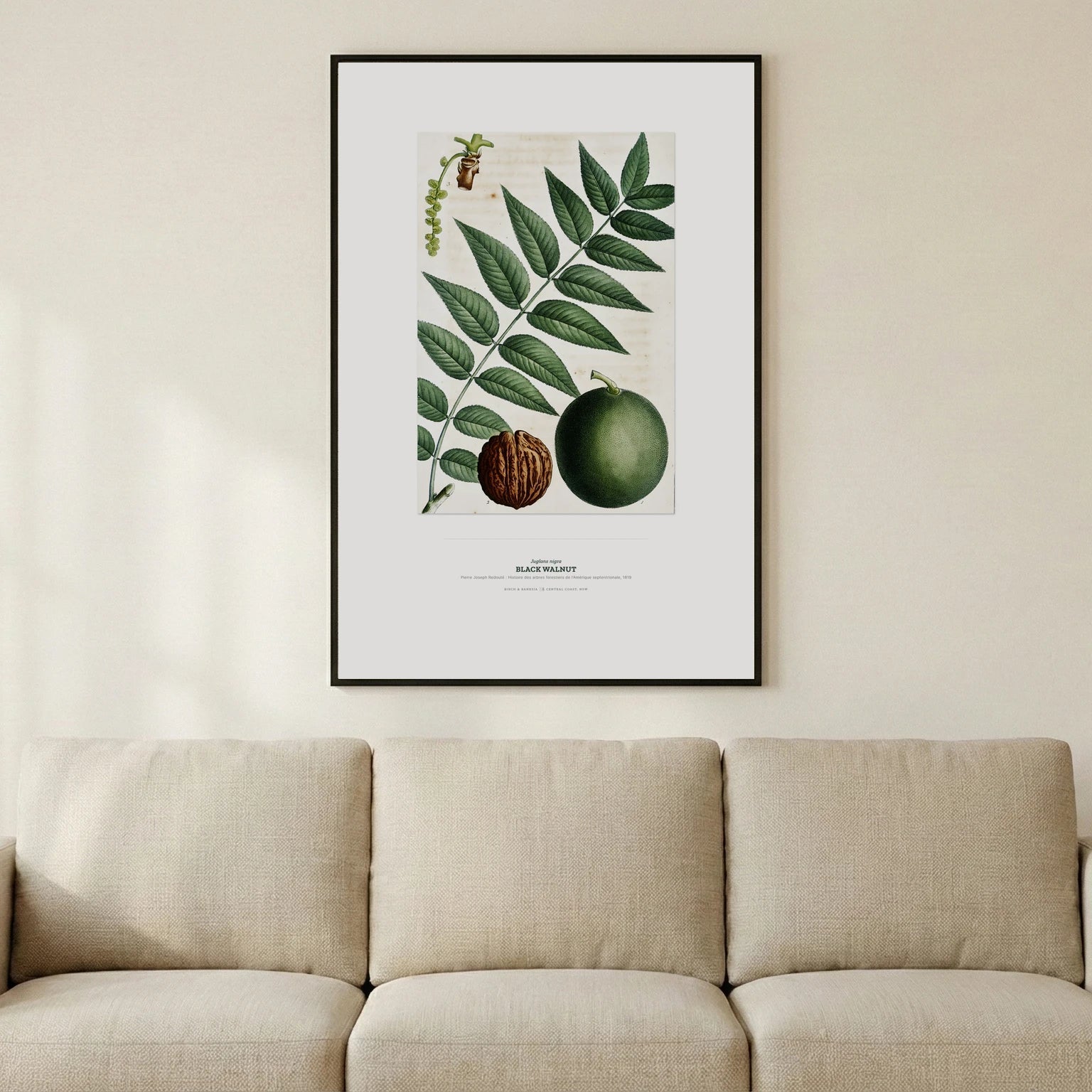 Black Walnut Botanical Art Print - Birch & Banksia