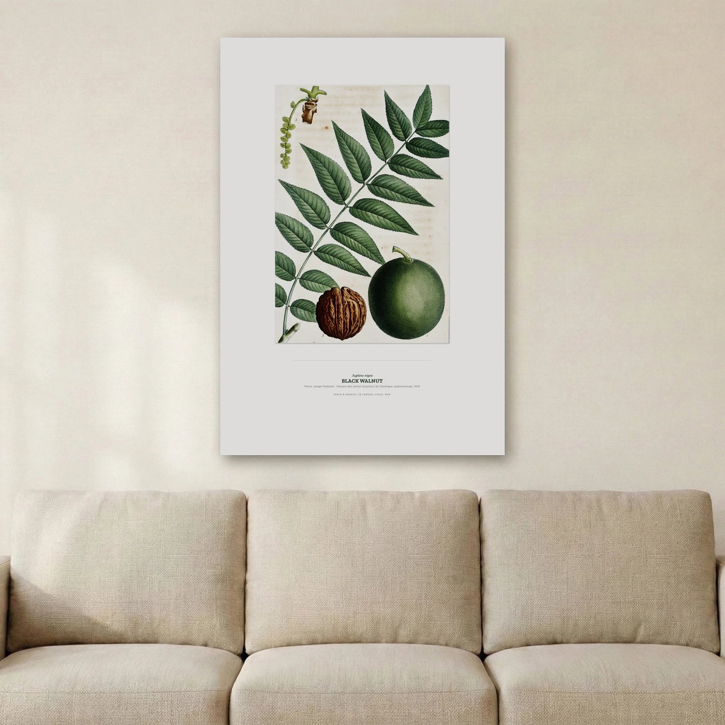 Black Walnut Botanical Art Print - Birch & Banksia