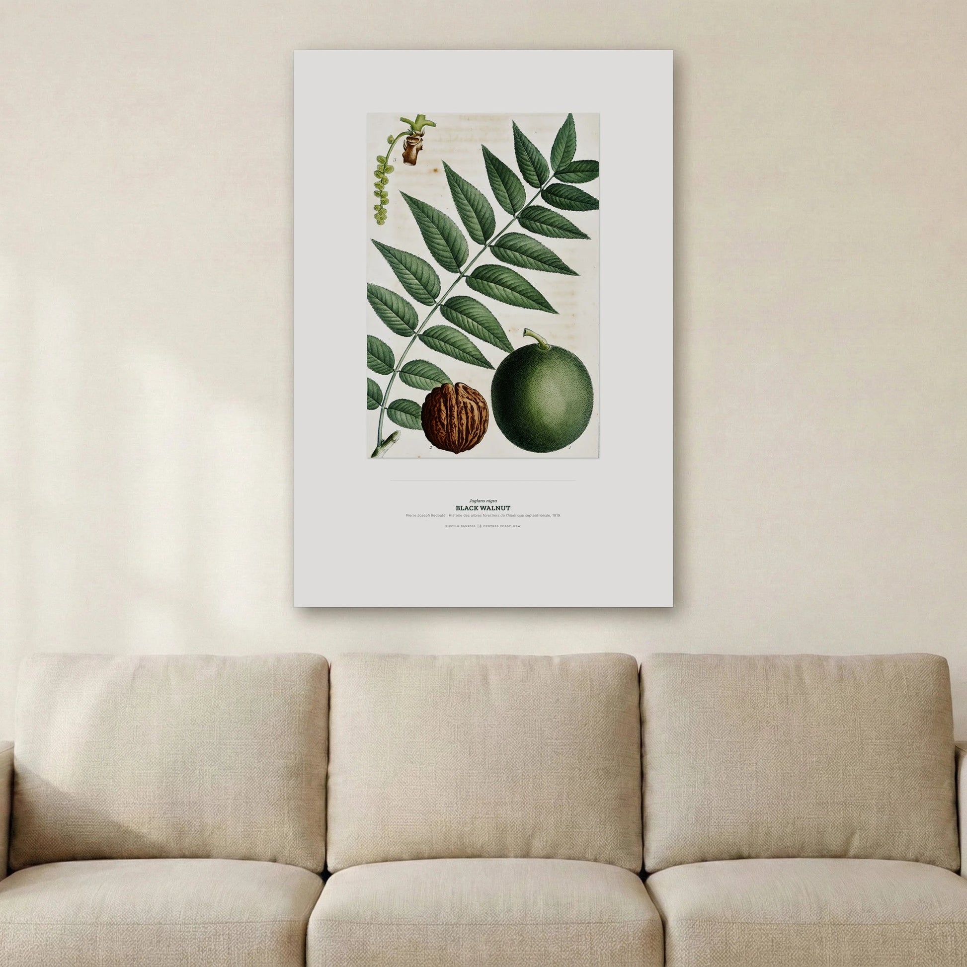 Black Walnut Botanical Art Print - Birch & Banksia