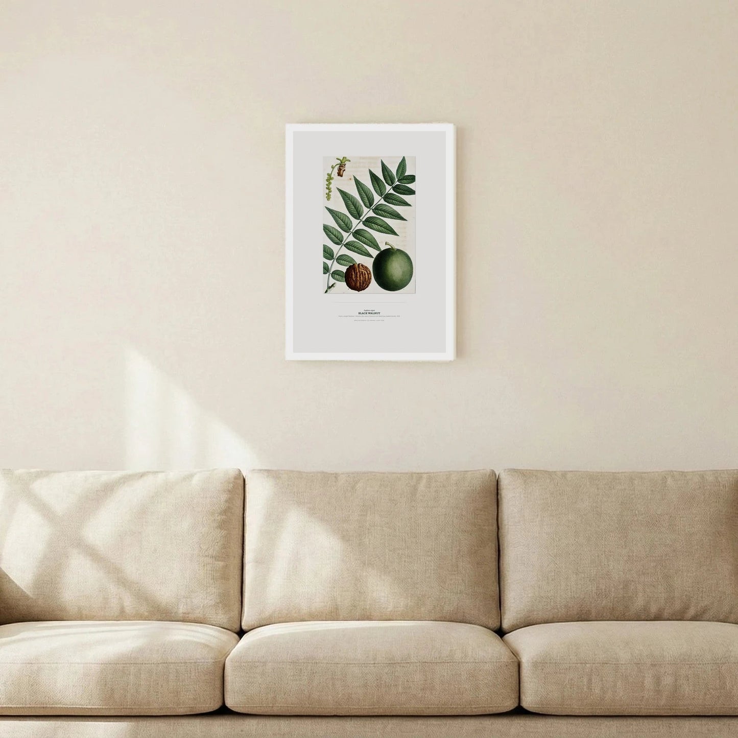 Black Walnut Botanical Art Print - Birch & Banksia