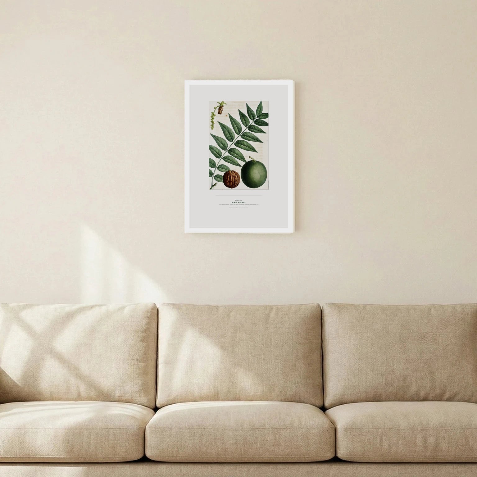 Black Walnut Botanical Art Print - Birch & Banksia