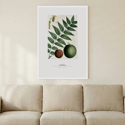 Black Walnut Botanical Art Print - Birch & Banksia