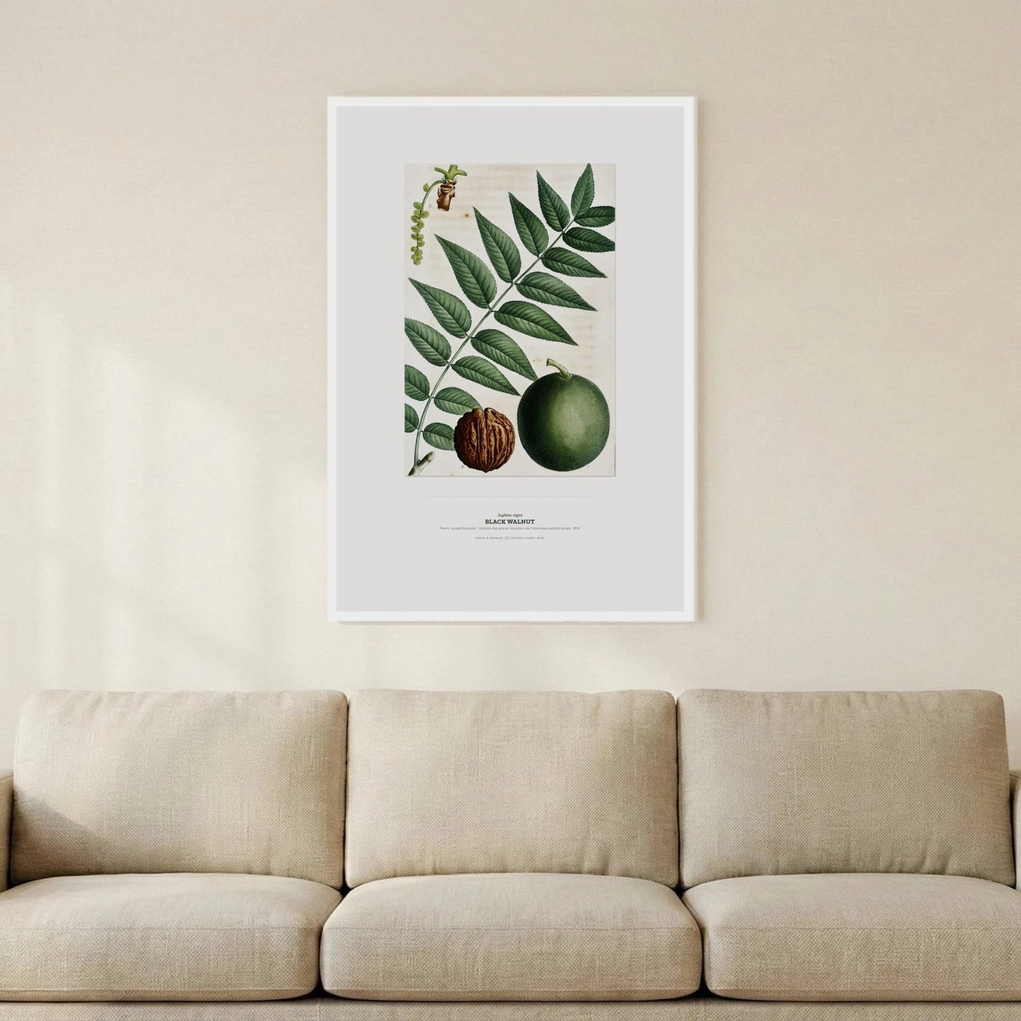 Black Walnut Botanical Art Print - Birch & Banksia