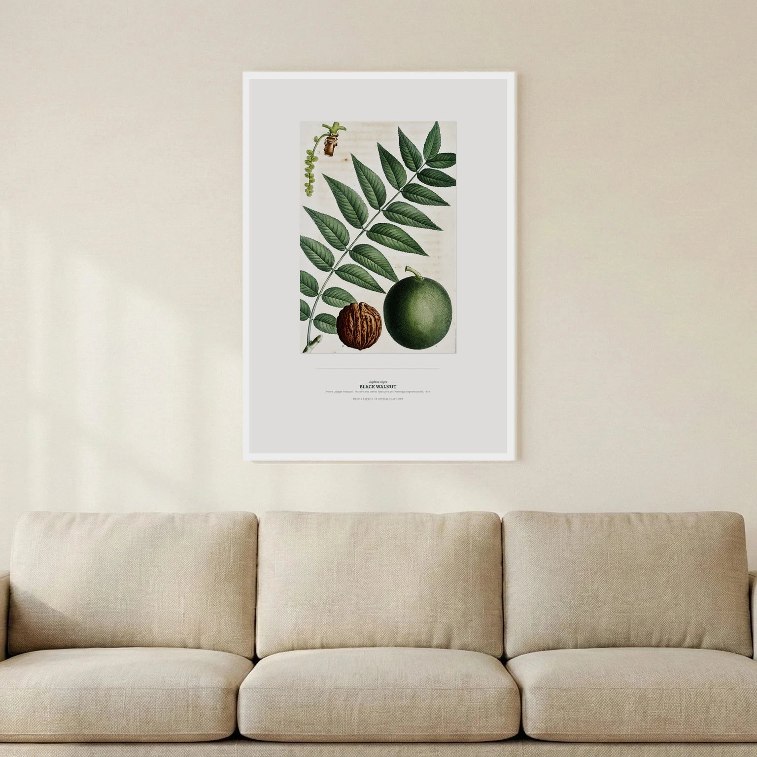 Black Walnut Botanical Art Print - Birch & Banksia