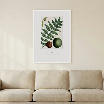 Black Walnut Botanical Art Print - Birch & Banksia