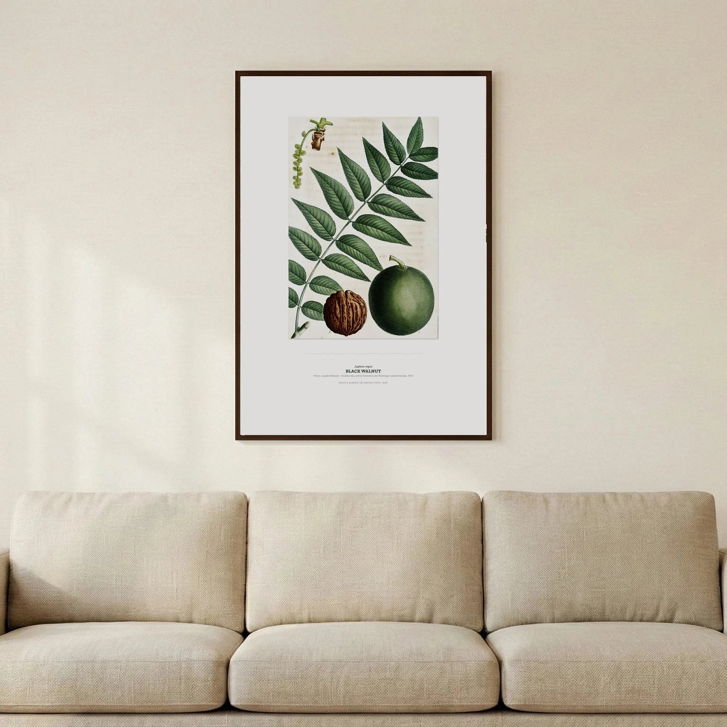Black Walnut Botanical Art Print - Birch & Banksia