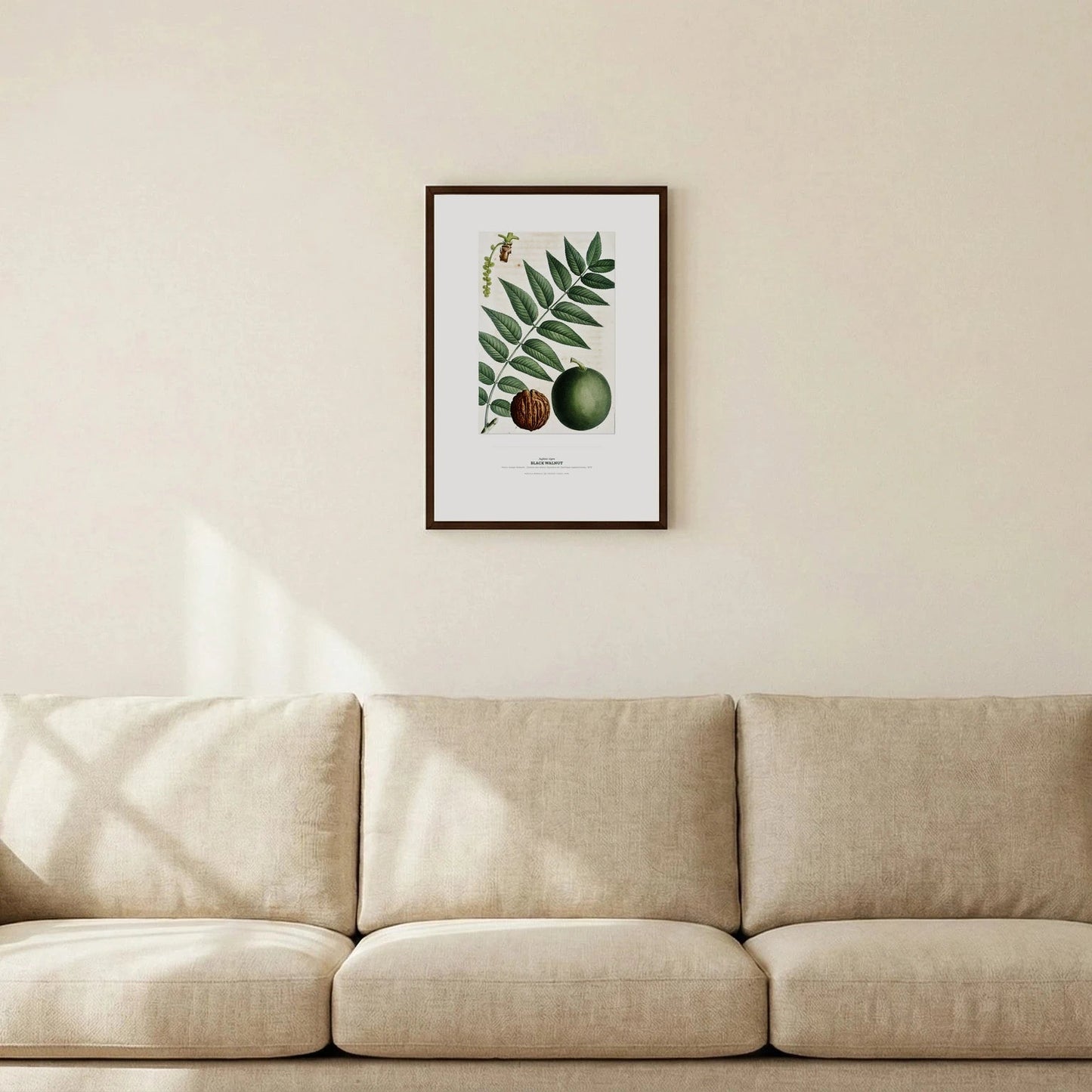 Black Walnut Botanical Art Print - Birch & Banksia