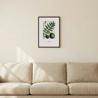 Black Walnut Botanical Art Print - Birch & Banksia