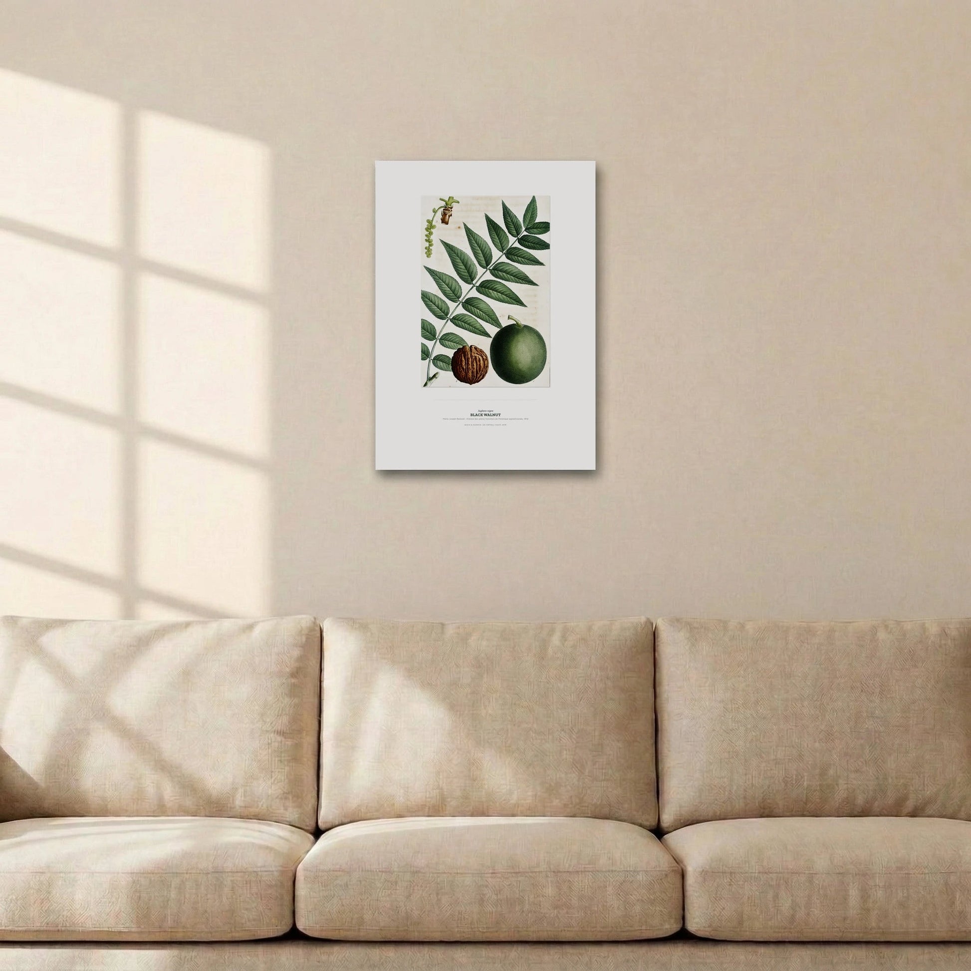 Black Walnut Botanical Art Print - Birch & Banksia