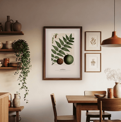 Black Walnut Botanical Art Print - Birch & Banksia