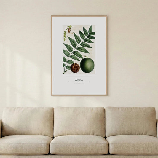 Black Walnut Botanical Art Print - Birch & Banksia