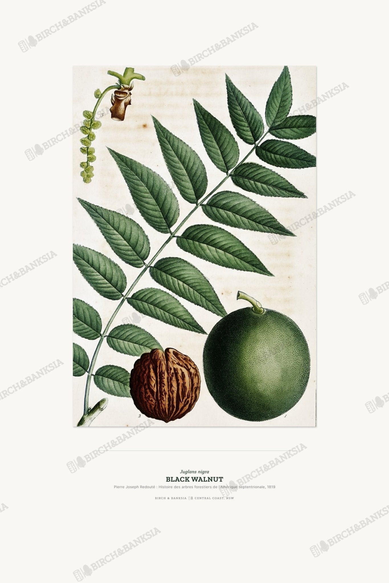 Black Walnut Botanical Art Print - Birch & Banksia