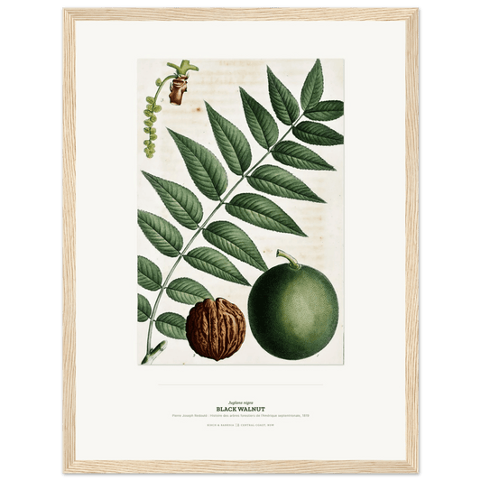 Black Walnut Botanical Art Print - Birch & Banksia