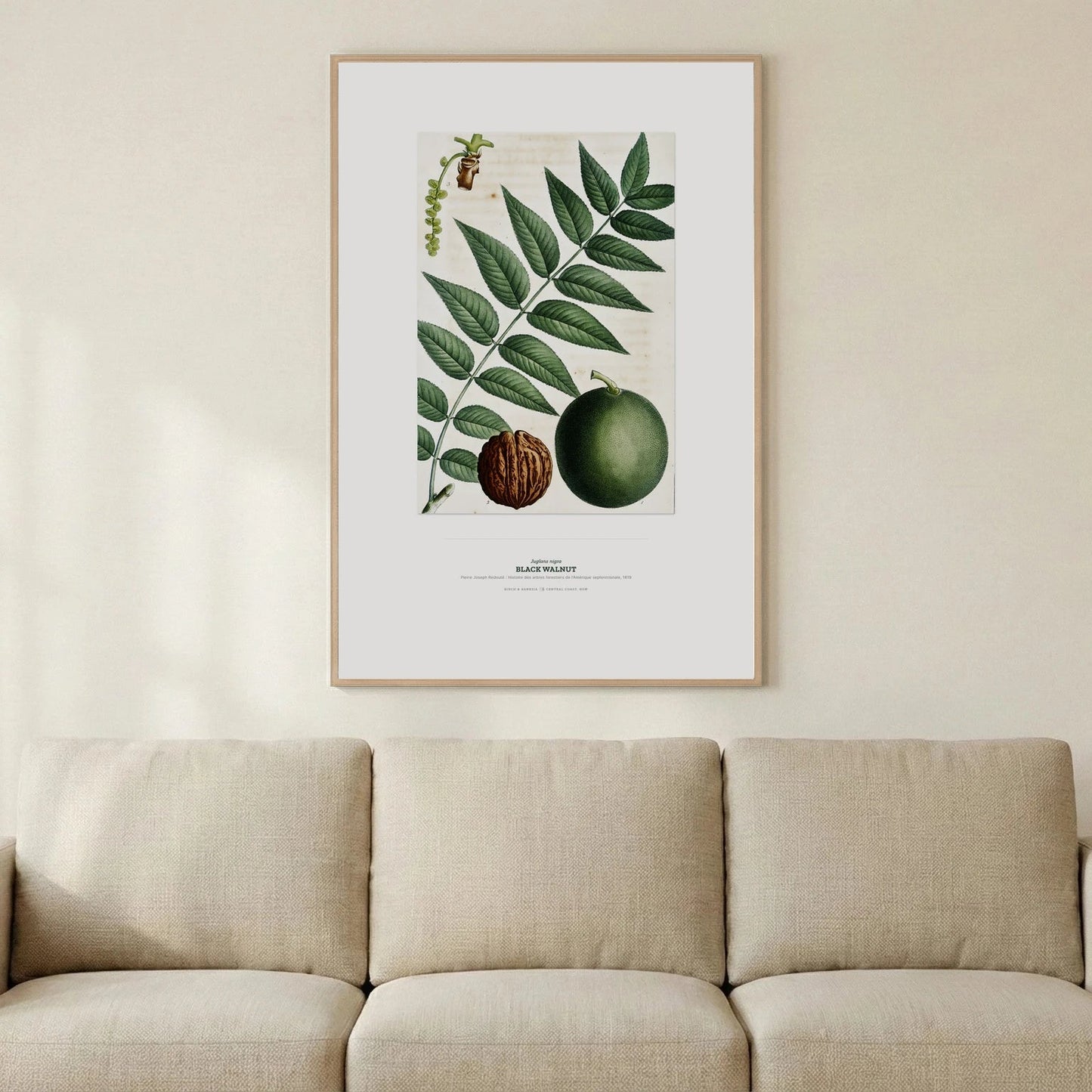 Black Walnut Botanical Art Print - Birch & Banksia
