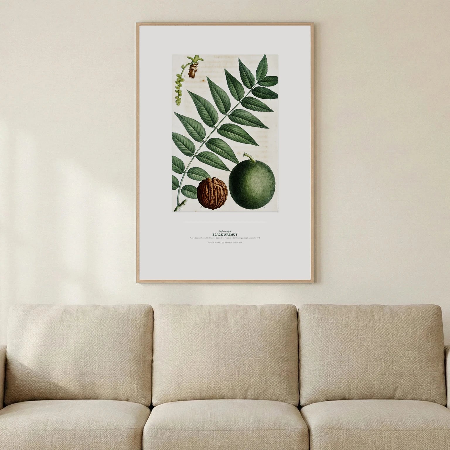 Black Walnut Botanical Art Print - Birch & Banksia