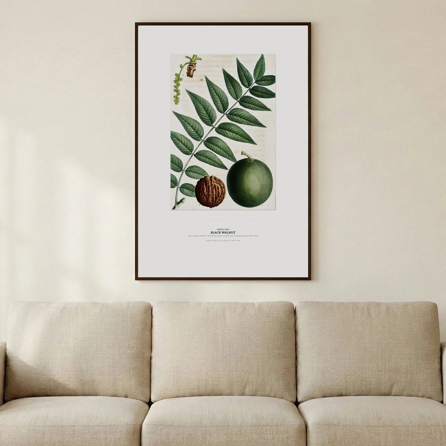 Black Walnut Botanical Art Print - Birch & Banksia