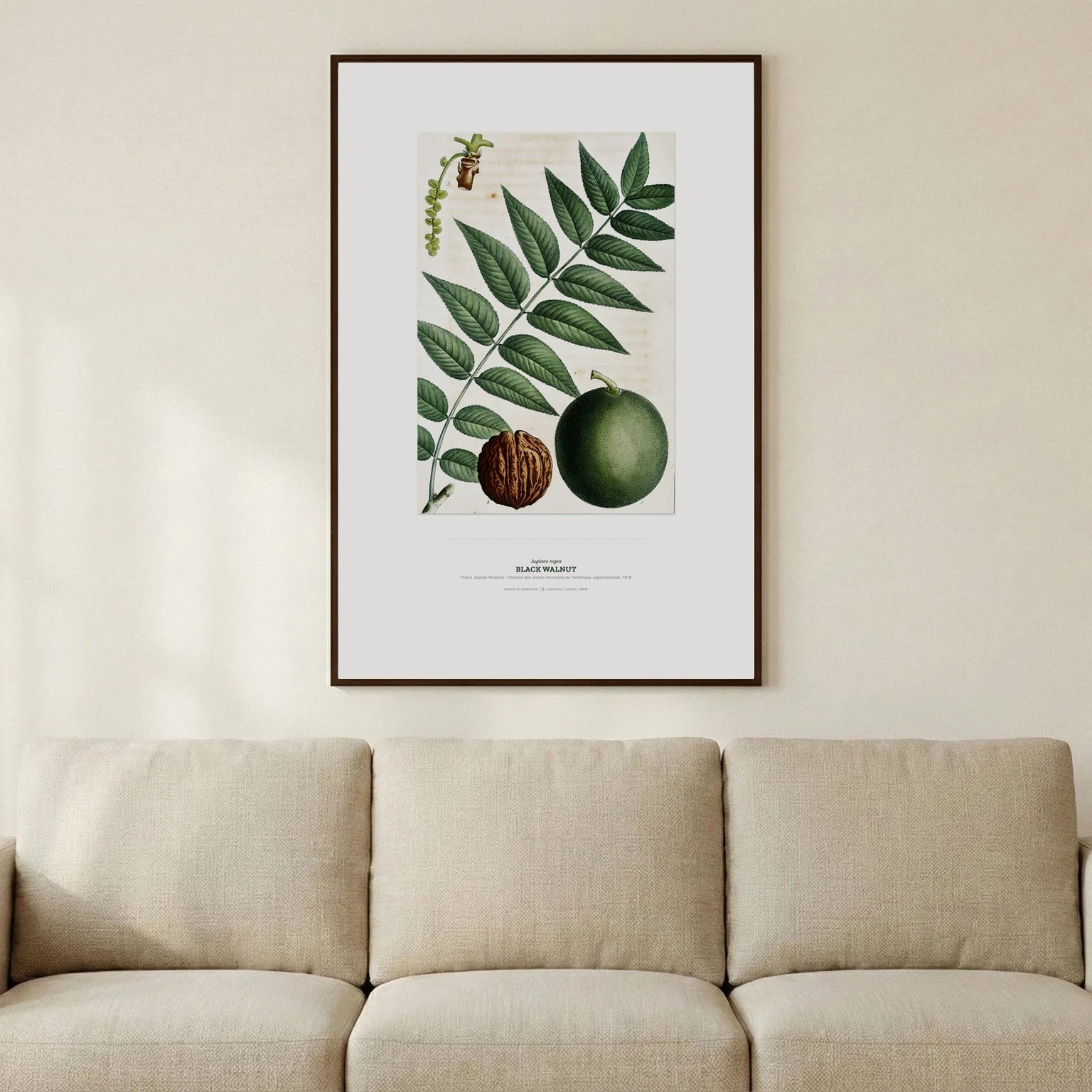 Black Walnut Botanical Art Print - Birch & Banksia